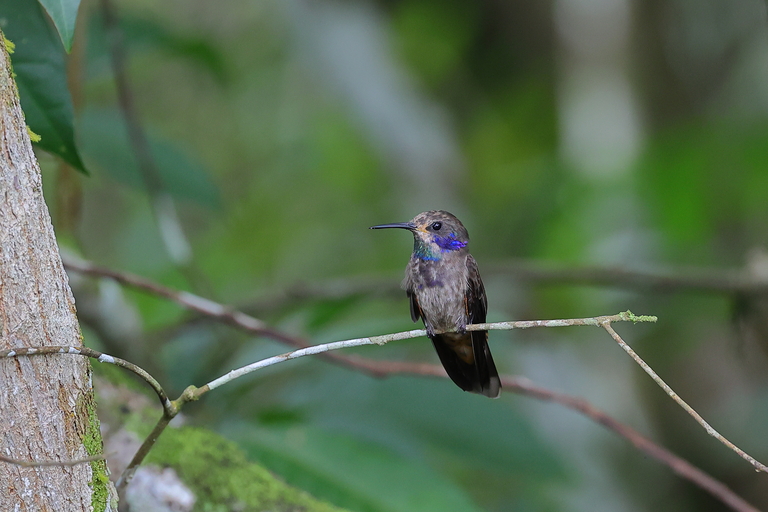 Conservation Agreements