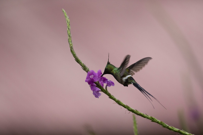 Jardín de Colibríes