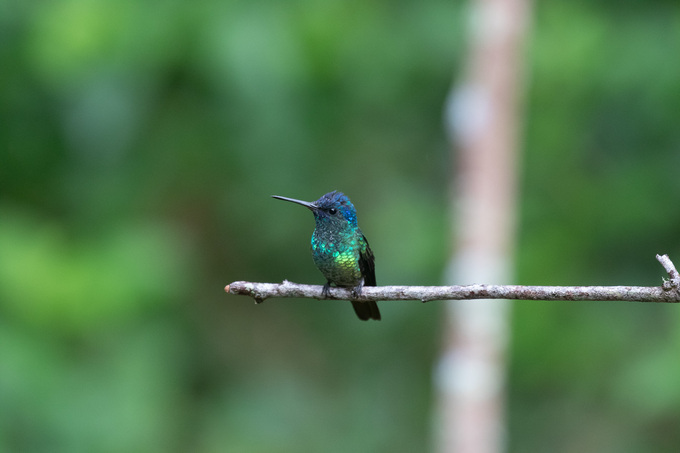 Colibríes alimentándose