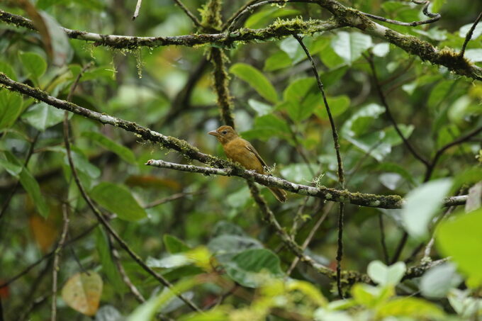 Tangaras en el comedero