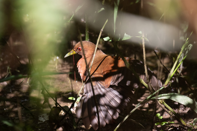 Tinamos en el comedero